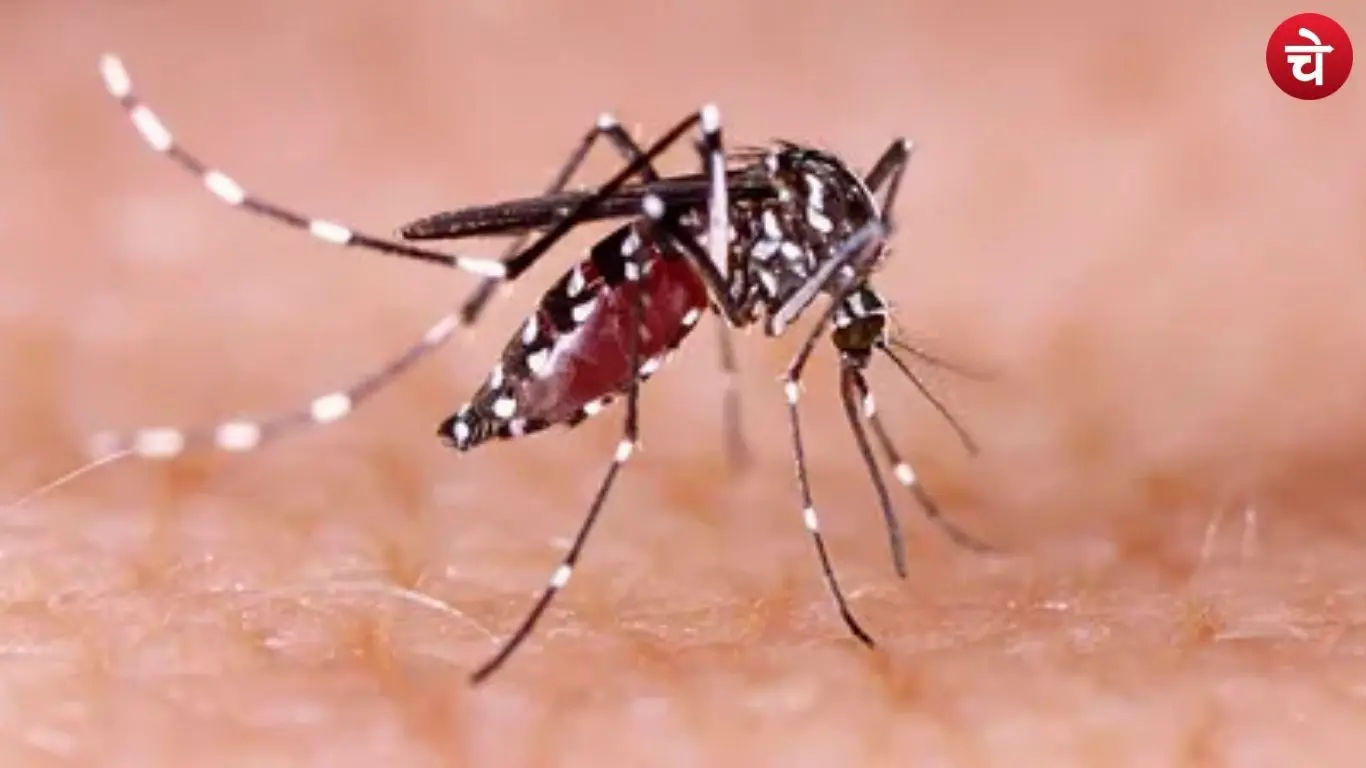 Dengue