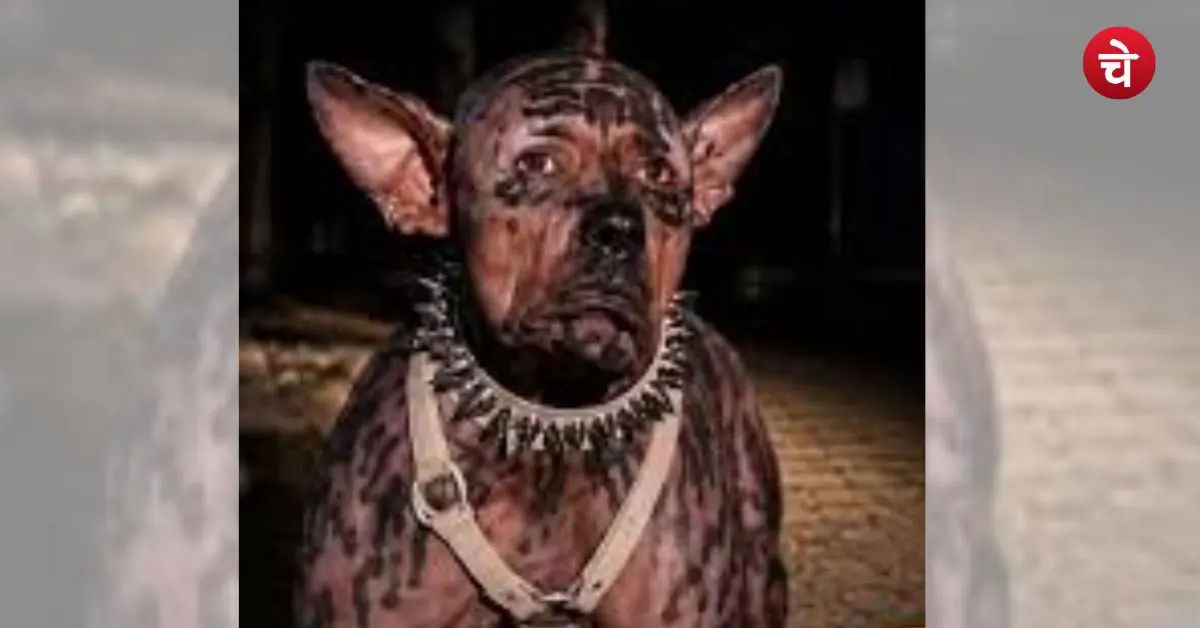 Japan dog man Toko