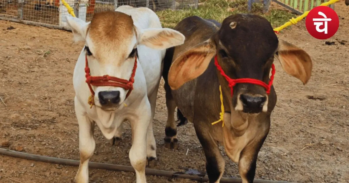 गाय पालने वालों की निकल पड़ी! उत्तर प्रदेश सरकार देगी ₹11.80 लाख, पढ़ें