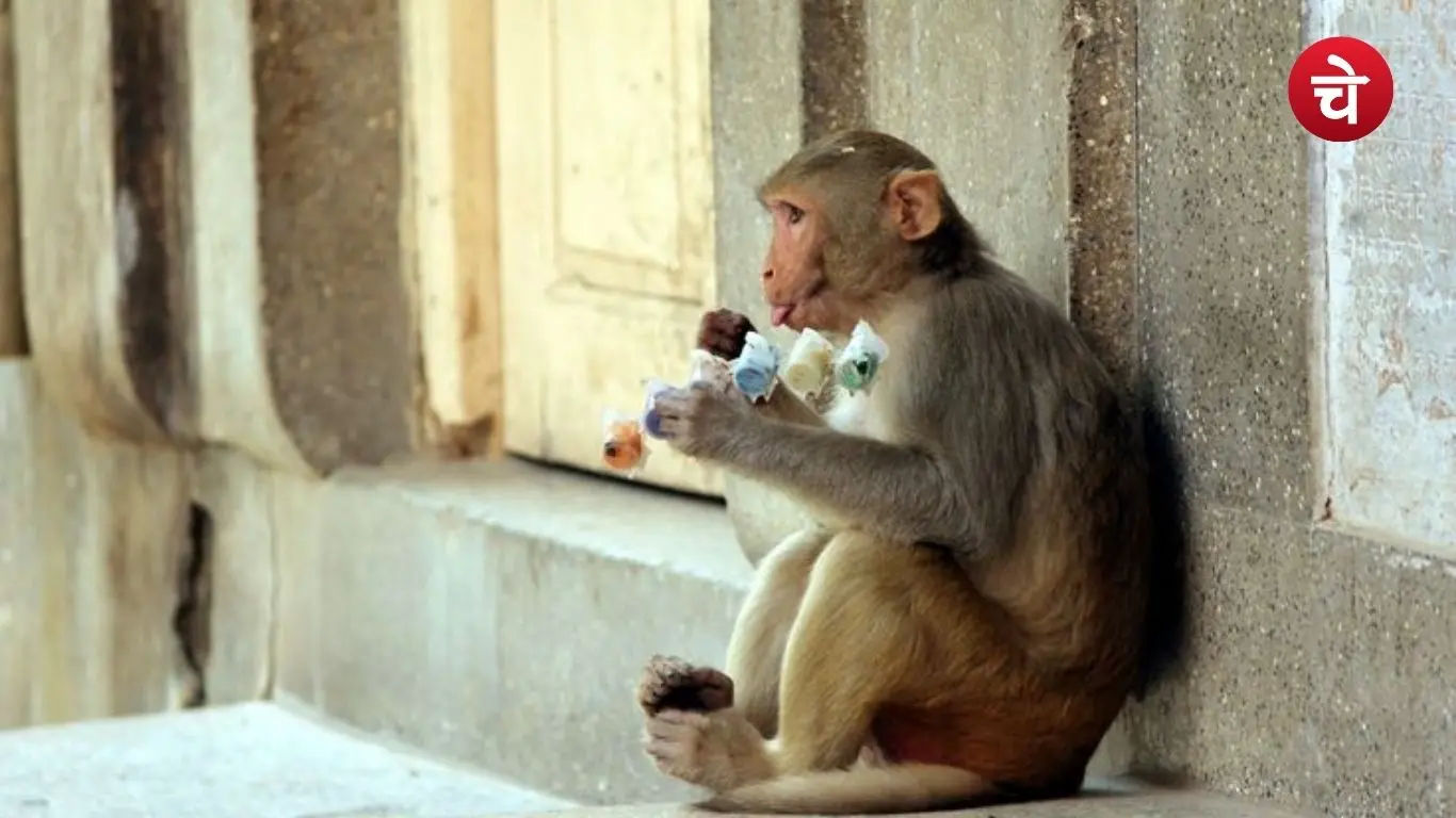 File photo of a monkey wandering in the streets of Mathura