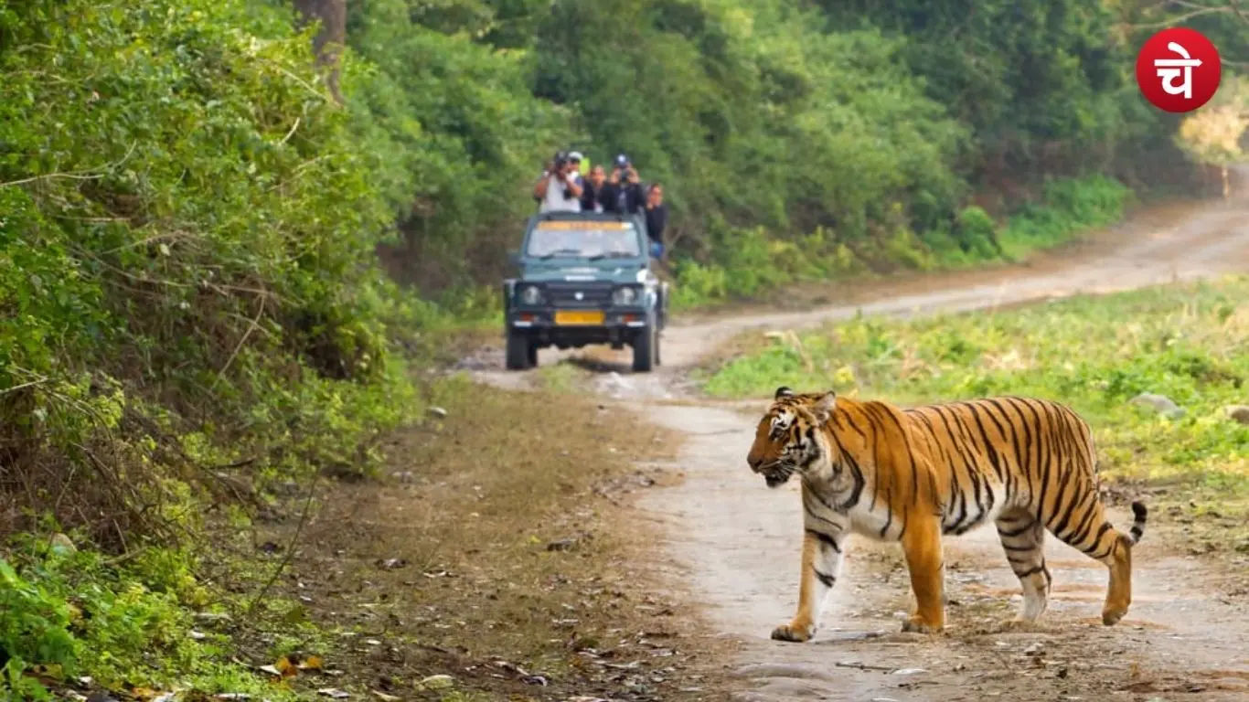 File photo of a tiger roaming in Jim Corbett National Park.