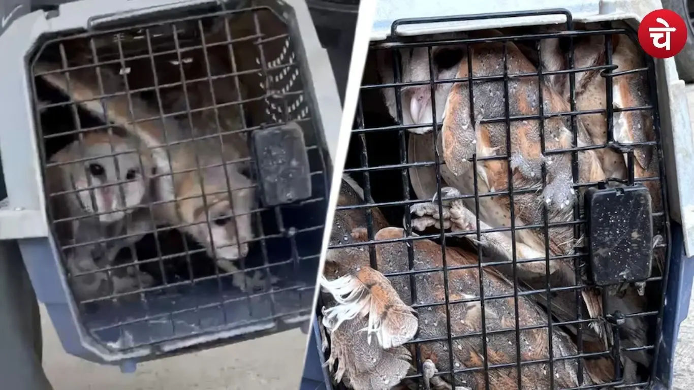 Photos of owls caught at the La Residencia society in Greater Noida West