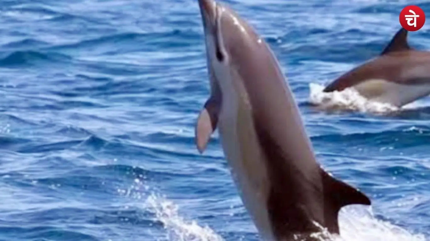 The national aquatic animal, the dolphin